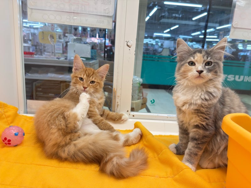 北海道のサイベリアン (ペットフェイス大谷地店/2025年12月20日生まれ/男の子/レッドタビー)の子猫の4枚目の画像