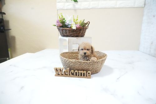 滋賀県のトイプードル(ティーカップ) (いっぷく湖南店/2025年11月23日生まれ/女の子/オレンジフォーン)の子犬の1枚目の画像