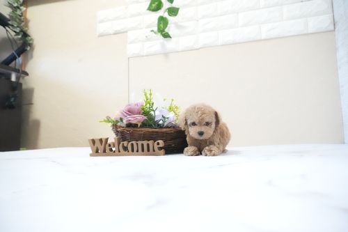 滋賀県のトイプードル(ティーカップ) (いっぷく湖南店/2025年11月23日生まれ/女の子/オレンジフォーン)の子犬の2枚目の画像