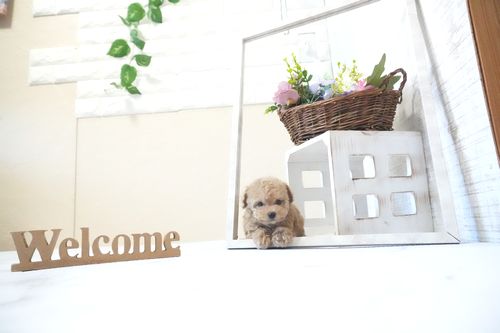 滋賀県のトイプードル(ティーカップ) (いっぷく湖南店/2025年11月23日生まれ/女の子/オレンジフォーン)の子犬の3枚目の画像