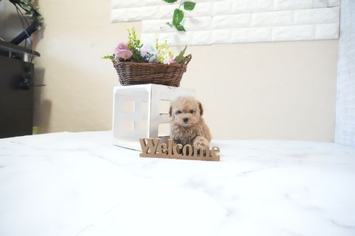 滋賀県のトイプードル(ティーカップ) (いっぷく湖南店/2025年11月23日生まれ/女の子/オレンジフォーン)の子犬の4枚目の画像