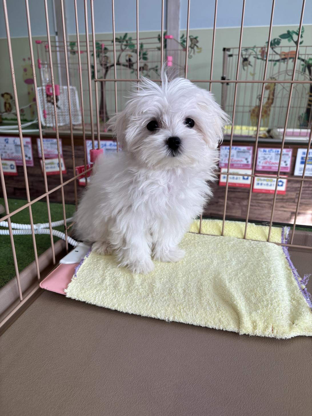 愛知県のマルチーズ (子いぬの足あと/2025年8月15日生まれ/女の子/ホワイト)の子犬