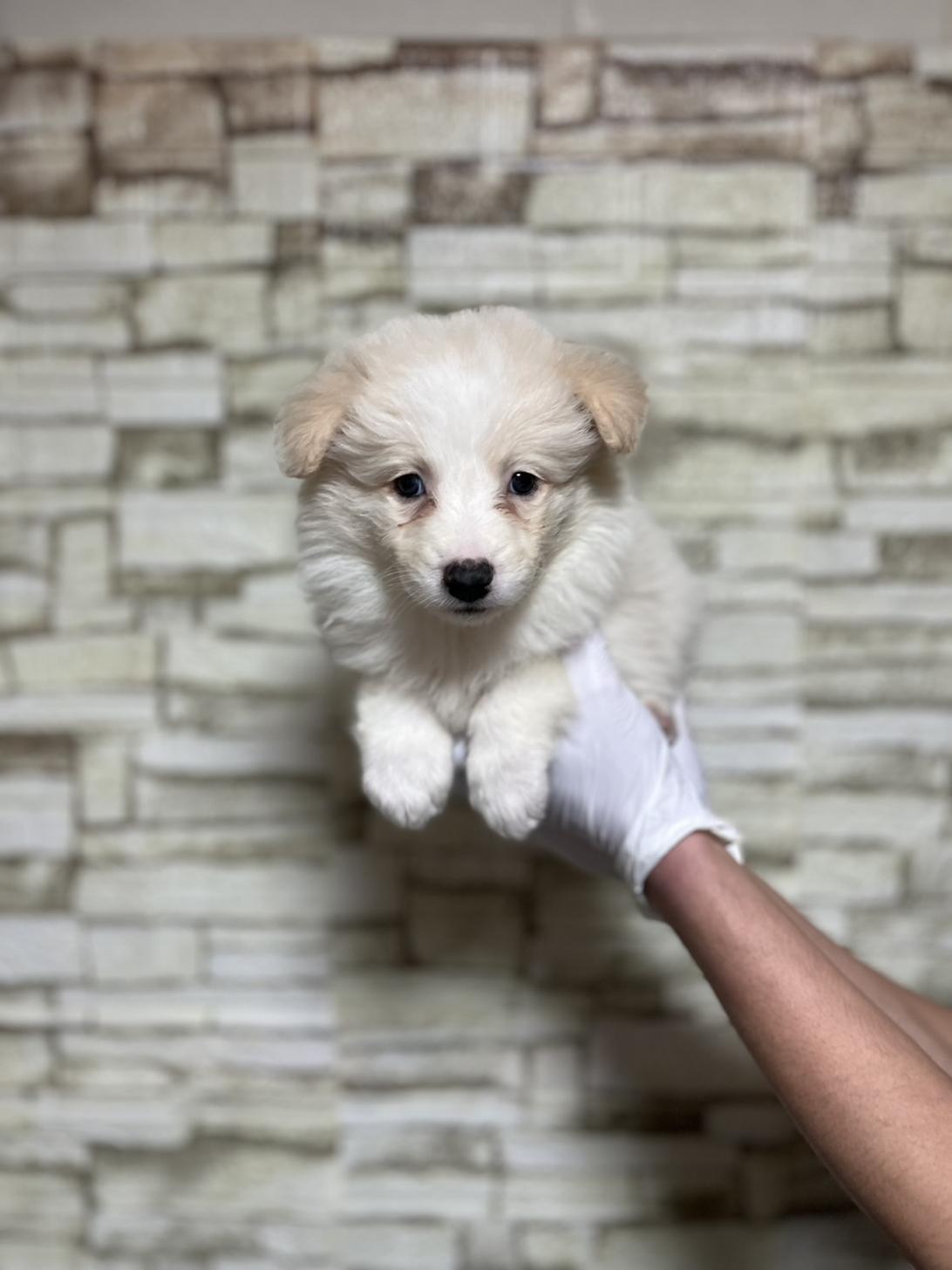 埼玉県のボーダーコリー (ペッツスマイル加須インター店/2025年10月26日生まれ/男の子/レッドホワイト)の子犬の1枚目の画像