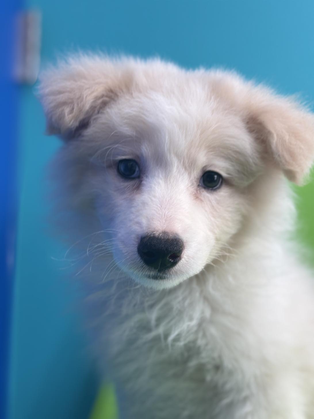 埼玉県のボーダーコリー (ペッツスマイル加須インター店/2025年10月26日生まれ/男の子/レッドホワイト)の子犬の1枚目の画像