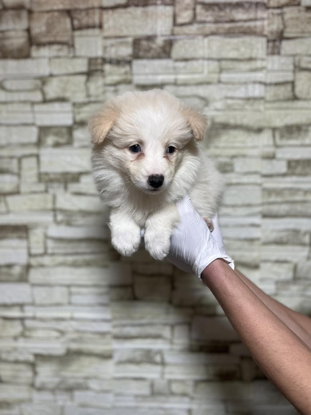 埼玉県のボーダーコリー (ペッツスマイル加須インター店/2025年10月26日生まれ/男の子/レッドホワイト)の子犬の2枚目の画像