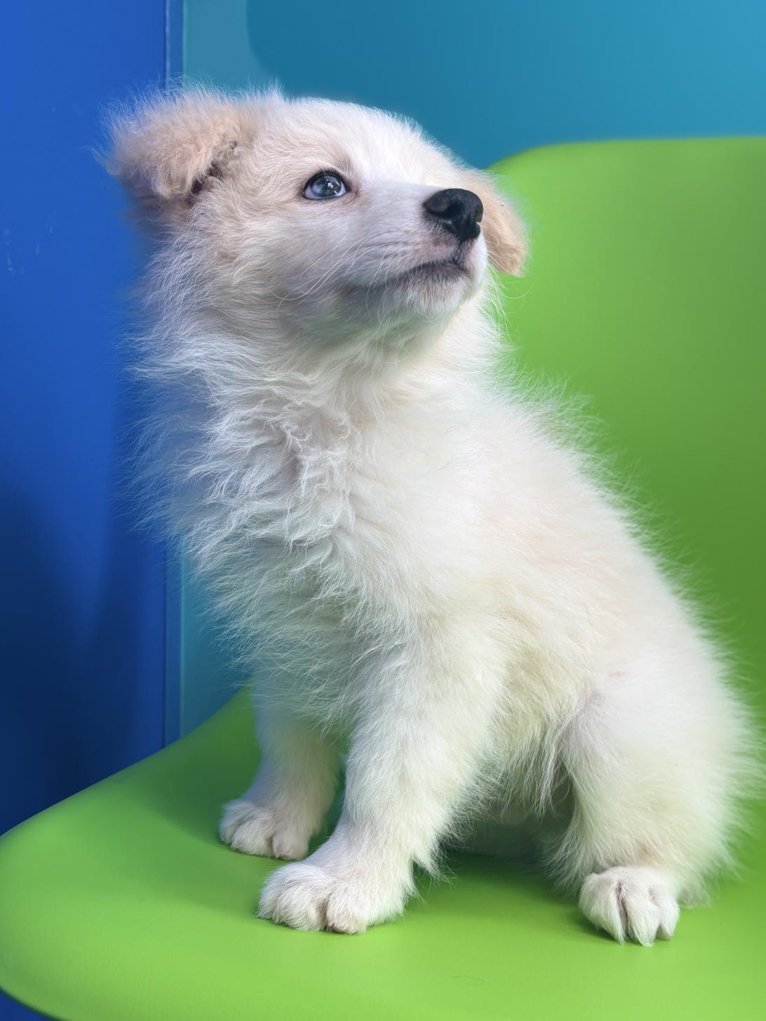 埼玉県のボーダーコリー (ペッツスマイル加須インター店/2025年10月26日生まれ/男の子/レッドホワイト)の子犬の2枚目の画像