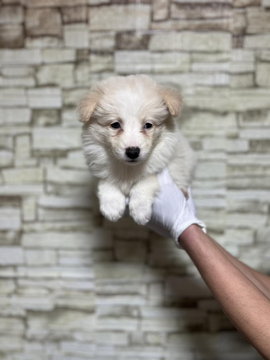 埼玉県のボーダーコリー (ペッツスマイル加須インター店/2025年10月26日生まれ/男の子/レッドホワイト)の子犬の3枚目の画像