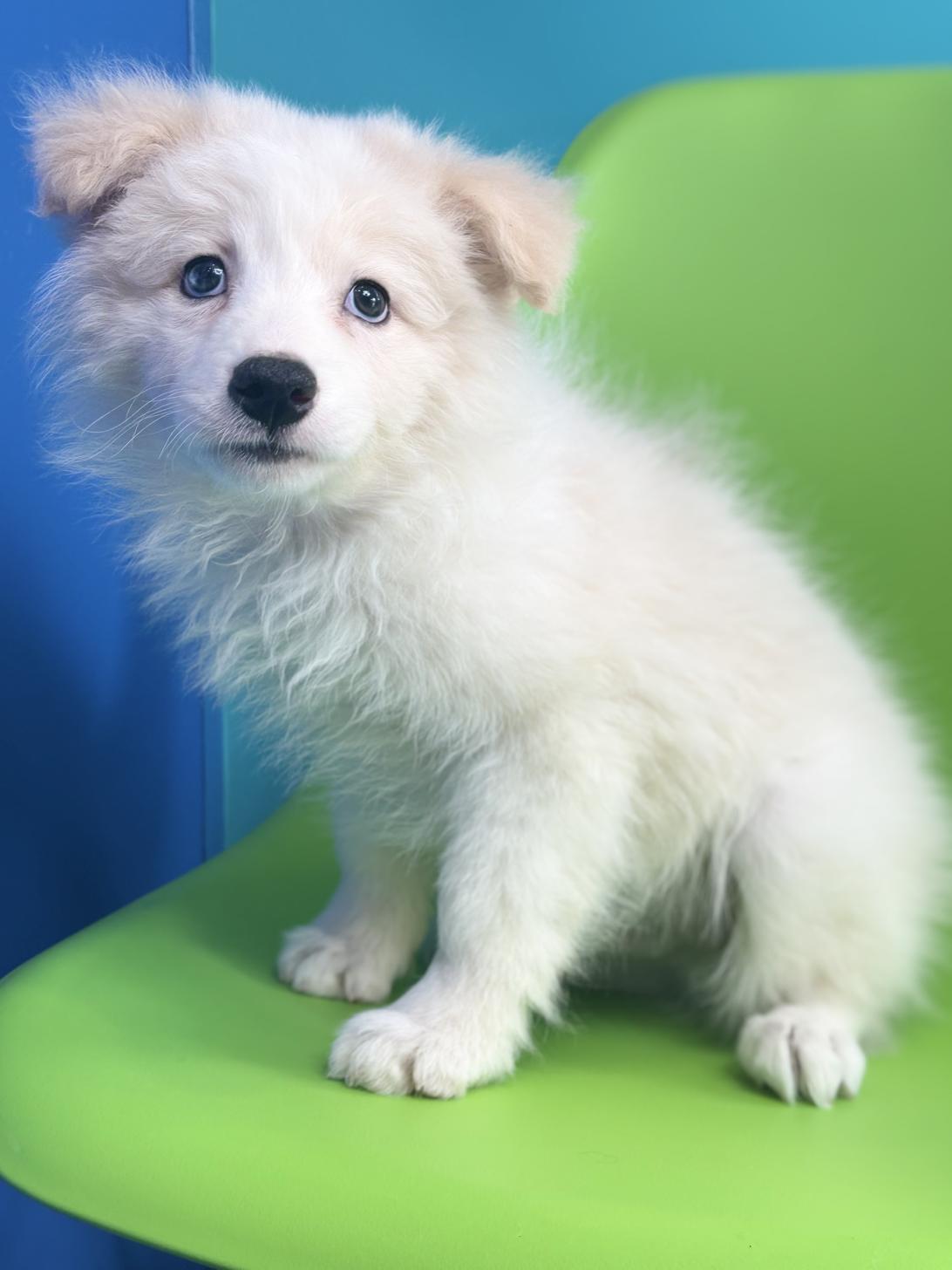 埼玉県のボーダーコリー (ペッツスマイル加須インター店/2025年10月26日生まれ/男の子/レッドホワイト)の子犬の4枚目の画像