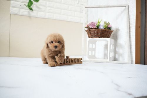 滋賀県のトイプードル(タイニー) (いっぷく湖南店/2025年10月4日生まれ/男の子/オレンジフォーン)の子犬の1枚目の画像