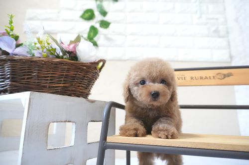 滋賀県のトイプードル(タイニー) (いっぷく湖南店/2025年10月4日生まれ/男の子/オレンジフォーン)の子犬の2枚目の画像