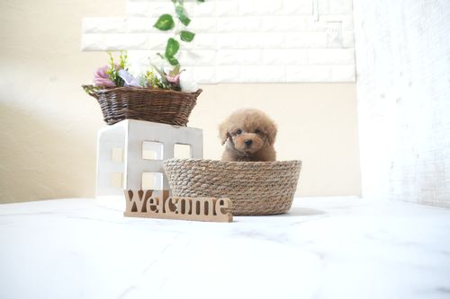 滋賀県のトイプードル(タイニー) (いっぷく湖南店/2025年10月4日生まれ/男の子/オレンジフォーン)の子犬の3枚目の画像