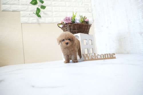 滋賀県のトイプードル(タイニー) (いっぷく湖南店/2025年10月4日生まれ/男の子/オレンジフォーン)の子犬の4枚目の画像