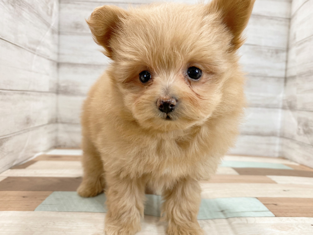 新潟県のポメラニアン (竹内ペット 新津本店/2025年8月28日生まれ/女の子/トイプードル)の子犬の1枚目の画像