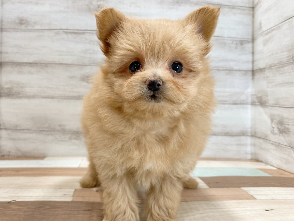 新潟県のポメラニアン (竹内ペット 新津本店/2025年8月28日生まれ/女の子/トイプードル)の子犬の2枚目の画像