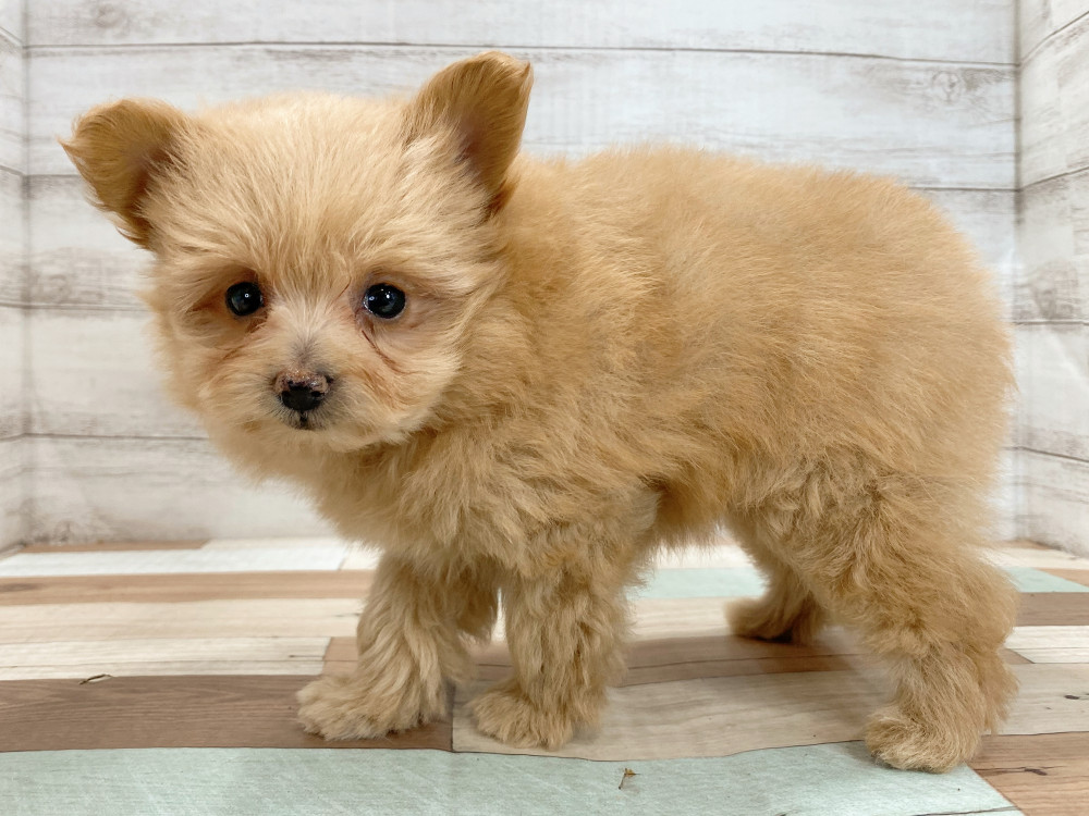 新潟県のポメラニアン (竹内ペット 新津本店/2025年8月28日生まれ/女の子/トイプードル)の子犬の3枚目の画像