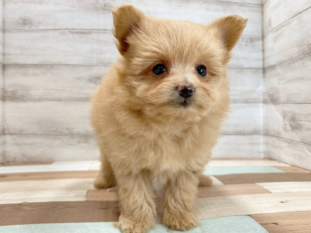 新潟県のポメラニアン (竹内ペット 新津本店/2025年8月28日生まれ/女の子/トイプードル)の子犬の4枚目の画像