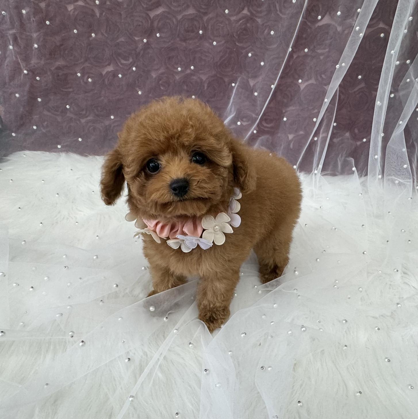 大阪府のトイプードル(ティーカップ) (ぱぴぷぺっと大阪店/2026年1月27日生まれ/女の子/レッド)の子犬の1枚目の画像