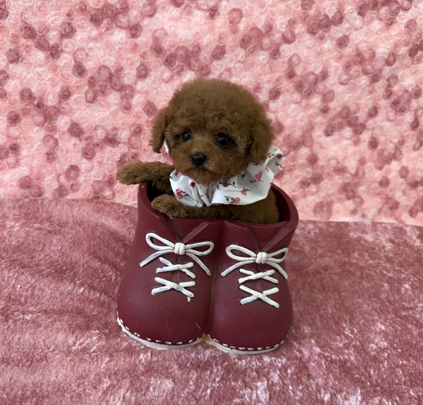 大阪府のトイプードル(ティーカップ) (ぱぴぷぺっと大阪店/2026年1月27日生まれ/女の子/レッド)の子犬