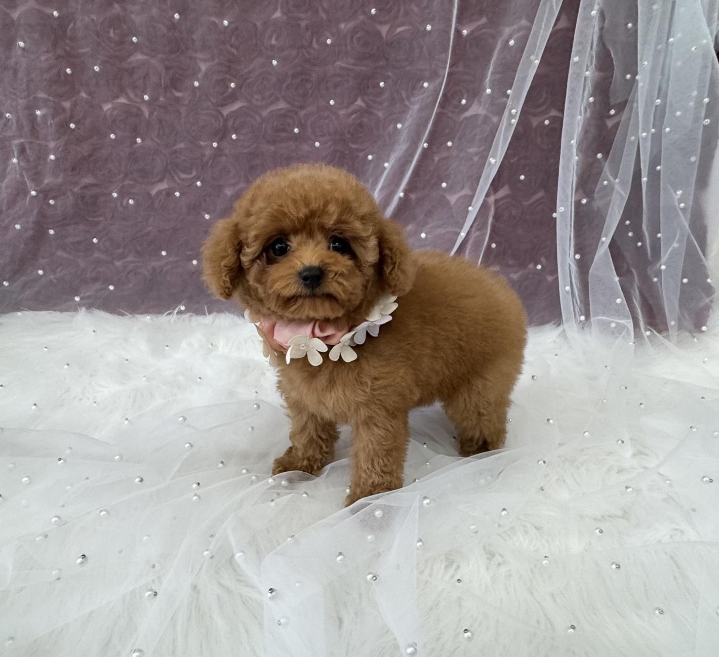 大阪府のトイプードル(ティーカップ) (ぱぴぷぺっと大阪店/2026年1月27日生まれ/女の子/レッド)の子犬の2枚目の画像