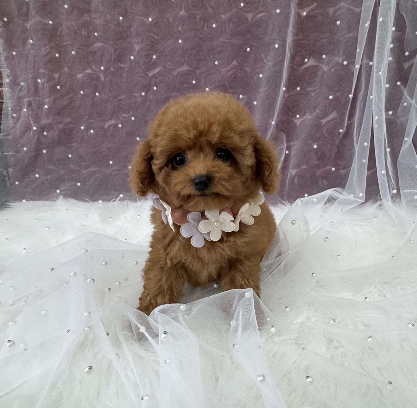 大阪府のトイプードル(ティーカップ) (ぱぴぷぺっと大阪店/2026年1月27日生まれ/女の子/レッド)の子犬の3枚目の画像