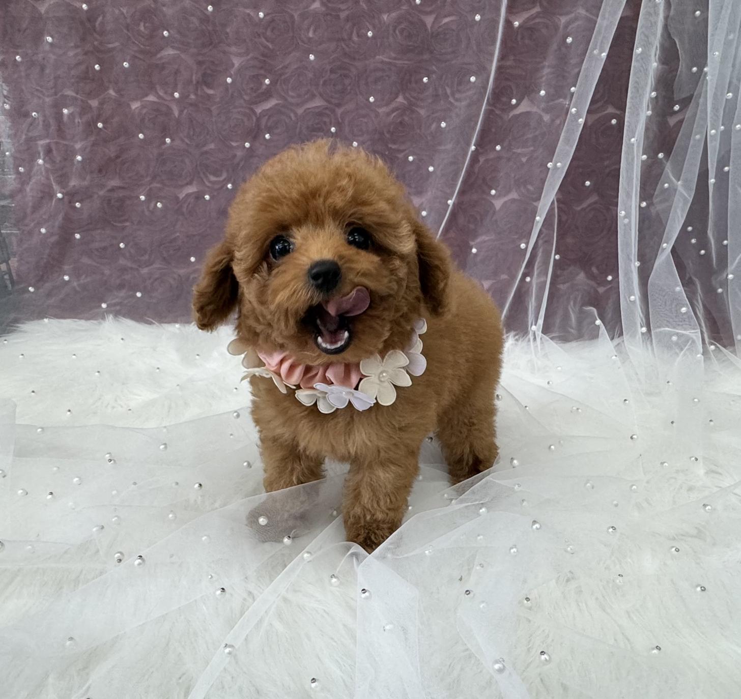 大阪府のトイプードル(ティーカップ) (ぱぴぷぺっと大阪店/2026年1月27日生まれ/女の子/レッド)の子犬の4枚目の画像