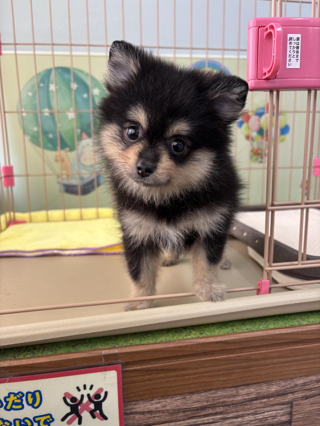 愛知県のポメラニアン (子いぬの足あと/2026年3月6日生まれ/女の子/ブラックタン)の子犬