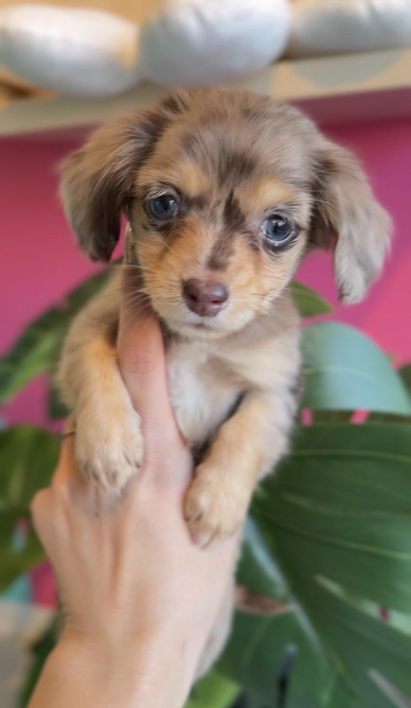 埼玉県のチワックス(チワワ×ダックス) (PET SHOP Tiny tales/2025年10月25日生まれ/女の子/チョコレートダップル)の子犬の1枚目の画像