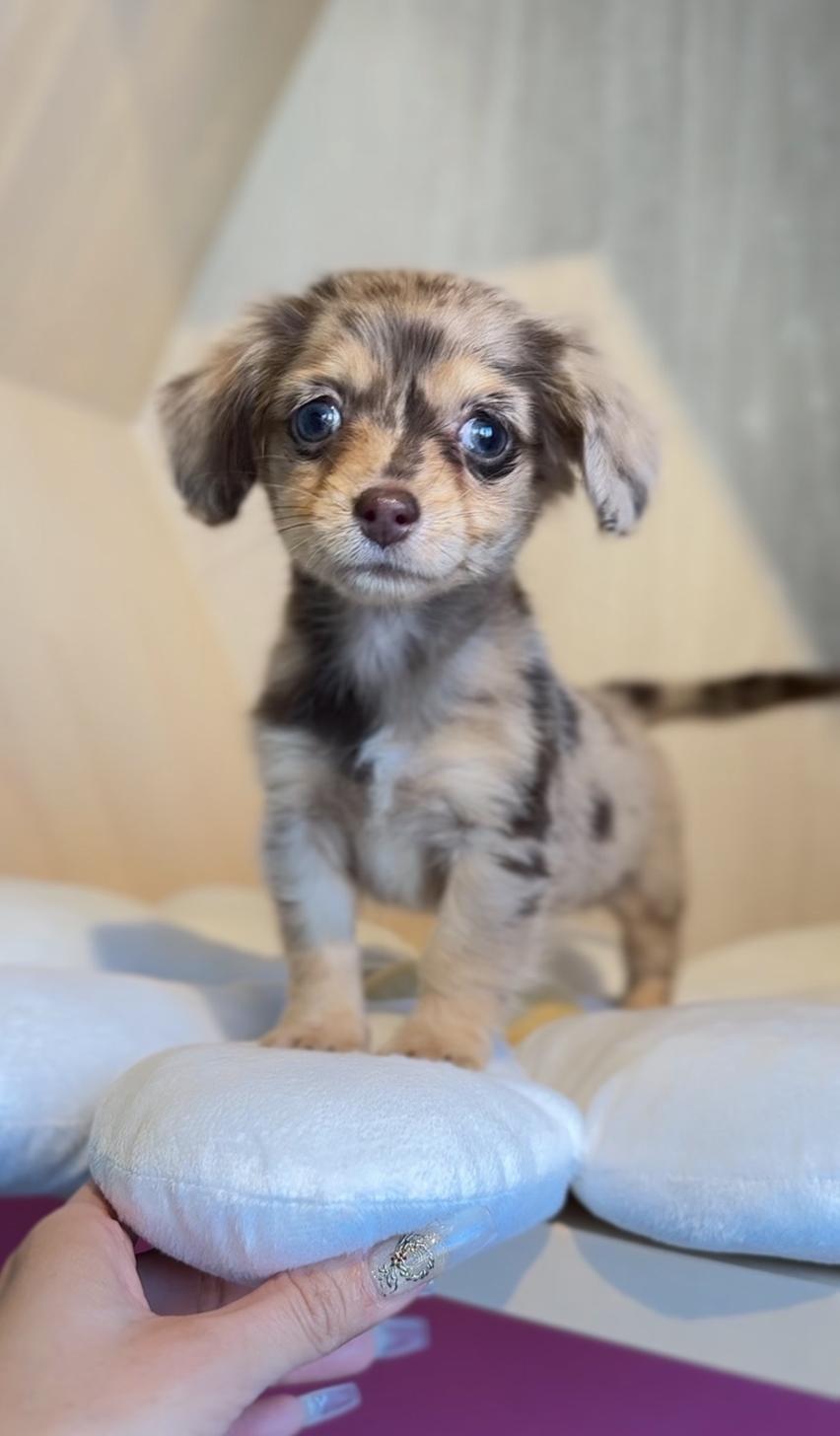 埼玉県のチワックス(チワワ×ダックス) (PET SHOP Tiny tales/2025年10月25日生まれ/女の子/チョコレートダップル)の子犬の2枚目の画像