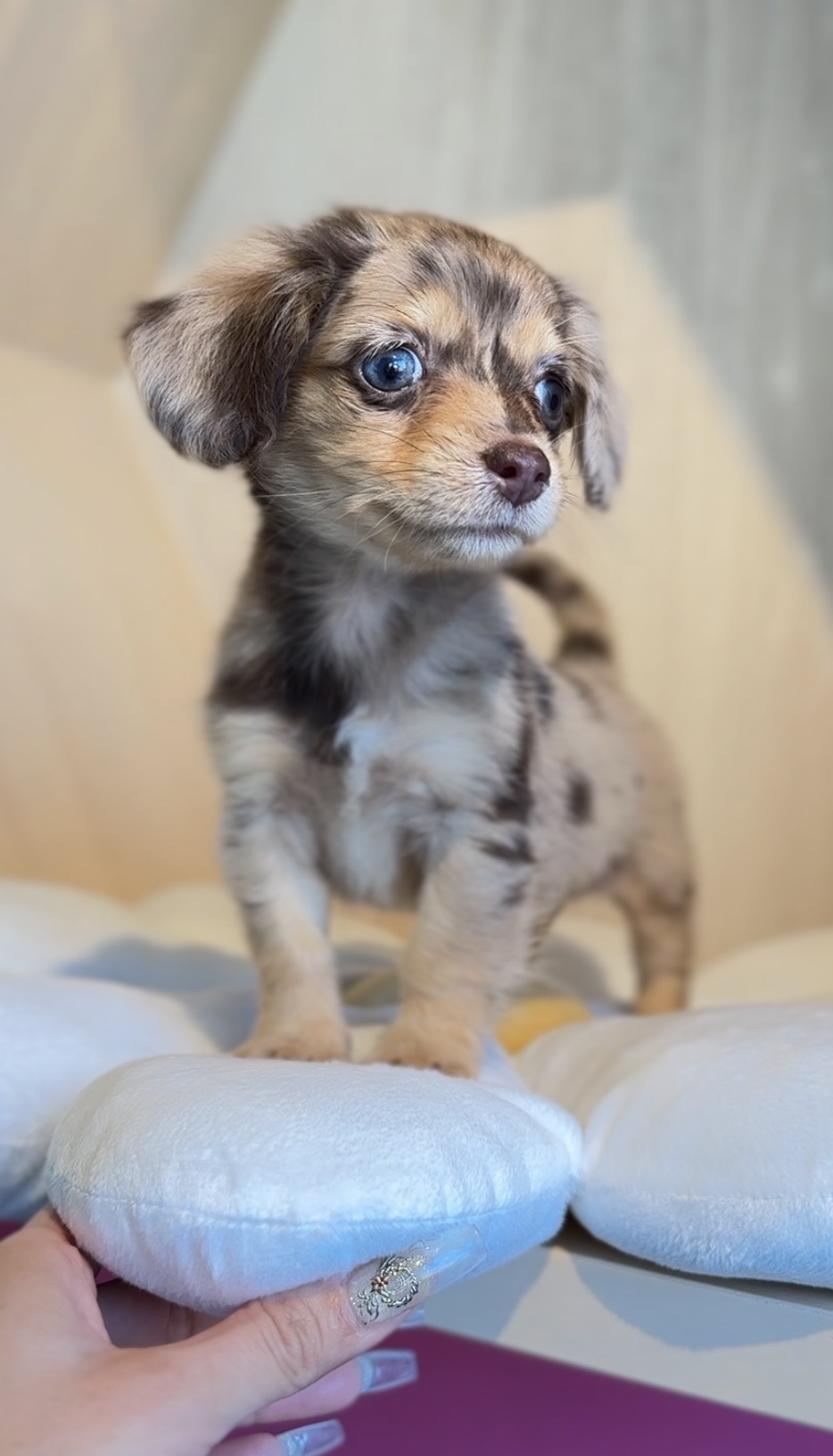 埼玉県のチワックス(チワワ×ダックス) (PET SHOP Tiny tales/2025年10月25日生まれ/女の子/チョコレートダップル)の子犬の3枚目の画像