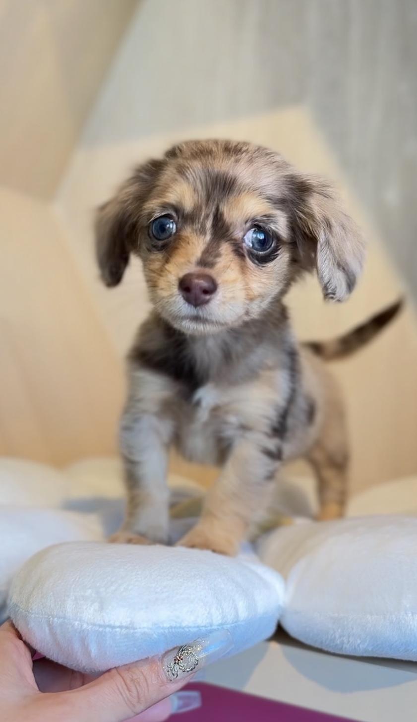 埼玉県のチワックス(チワワ×ダックス) (PET SHOP Tiny tales/2025年10月25日生まれ/女の子/チョコレートダップル)の子犬の4枚目の画像