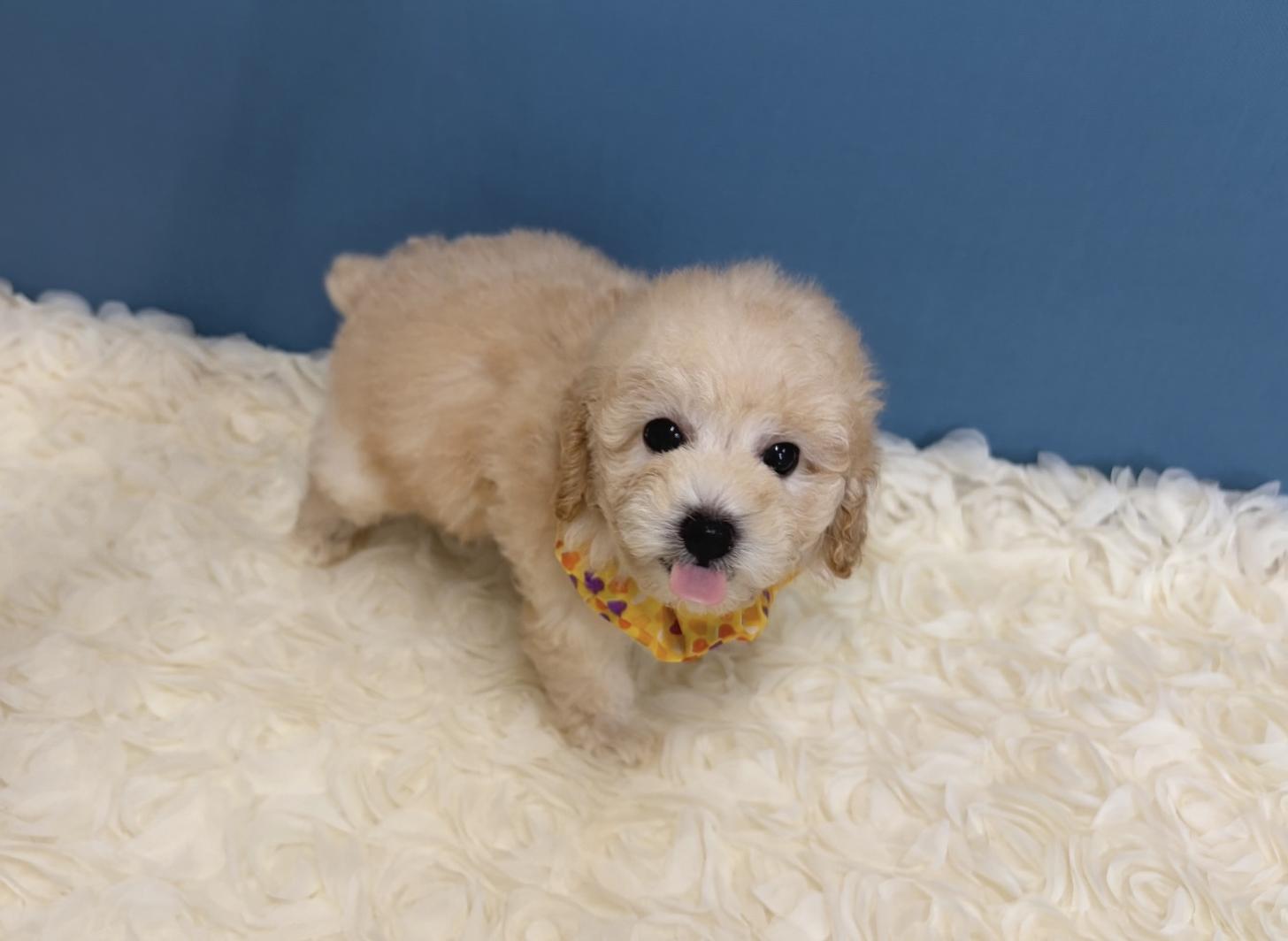 福岡県のトイプードル(タイニー) (ぱぴぷぺっと福岡店/2025年12月19日生まれ/男の子/クリーム)の子犬の1枚目の画像