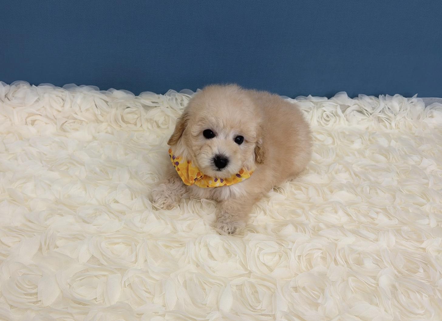 福岡県のトイプードル(タイニー) (ぱぴぷぺっと福岡店/2025年12月19日生まれ/男の子/クリーム)の子犬の2枚目の画像