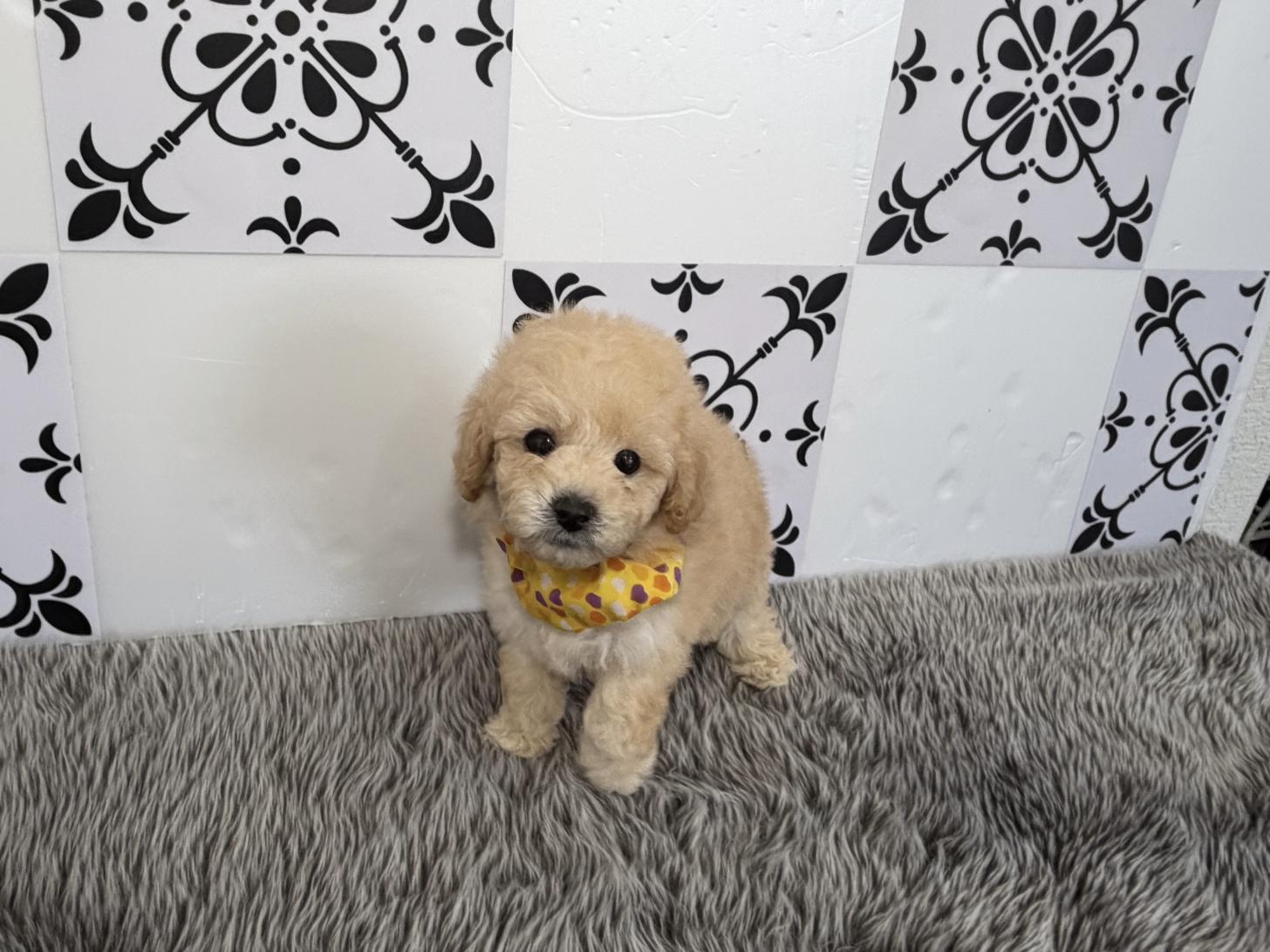 福岡県のトイプードル(タイニー) (ぱぴぷぺっと福岡店/2025年12月19日生まれ/男の子/クリーム)の子犬の2枚目の画像