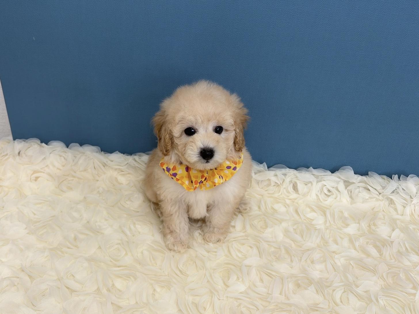 福岡県のトイプードル(タイニー) (ぱぴぷぺっと福岡店/2025年12月19日生まれ/男の子/クリーム)の子犬の3枚目の画像