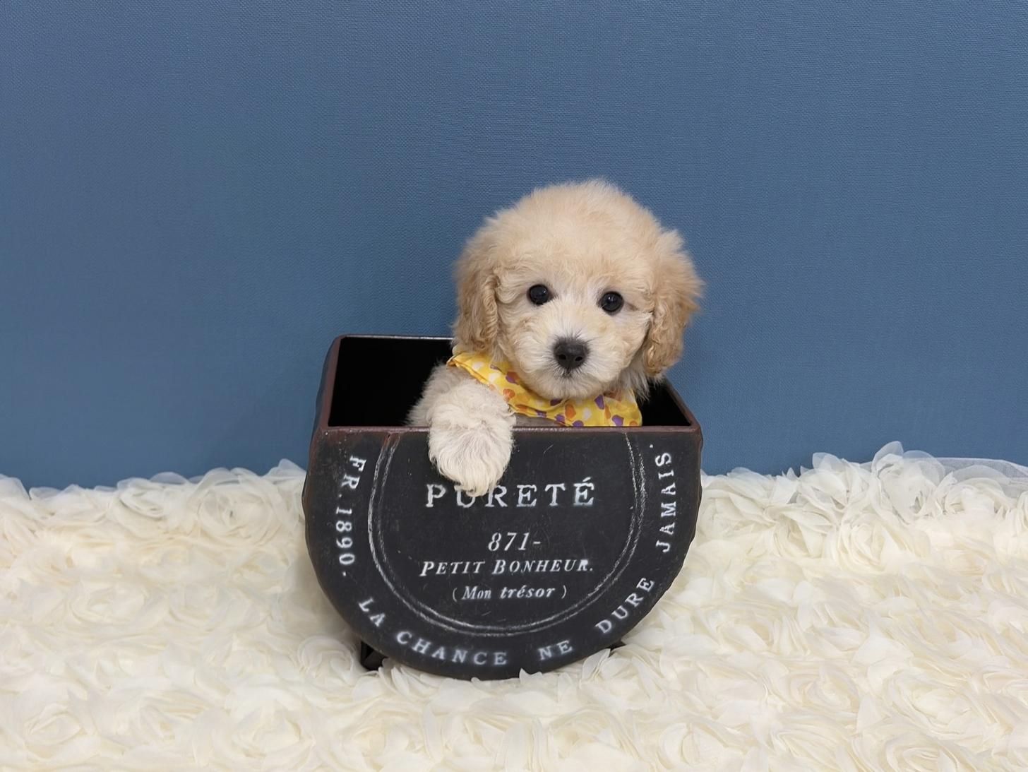 福岡県のトイプードル(タイニー) (ぱぴぷぺっと福岡店/2025年12月19日生まれ/男の子/クリーム)の子犬の4枚目の画像