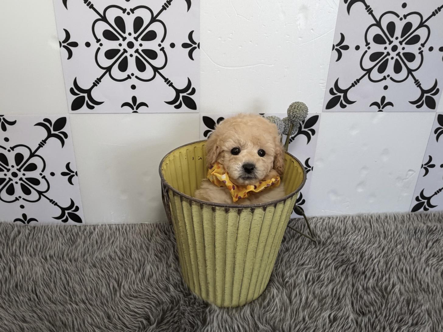 福岡県のトイプードル(タイニー) (ぱぴぷぺっと福岡店/2025年12月19日生まれ/男の子/クリーム)の子犬の4枚目の画像