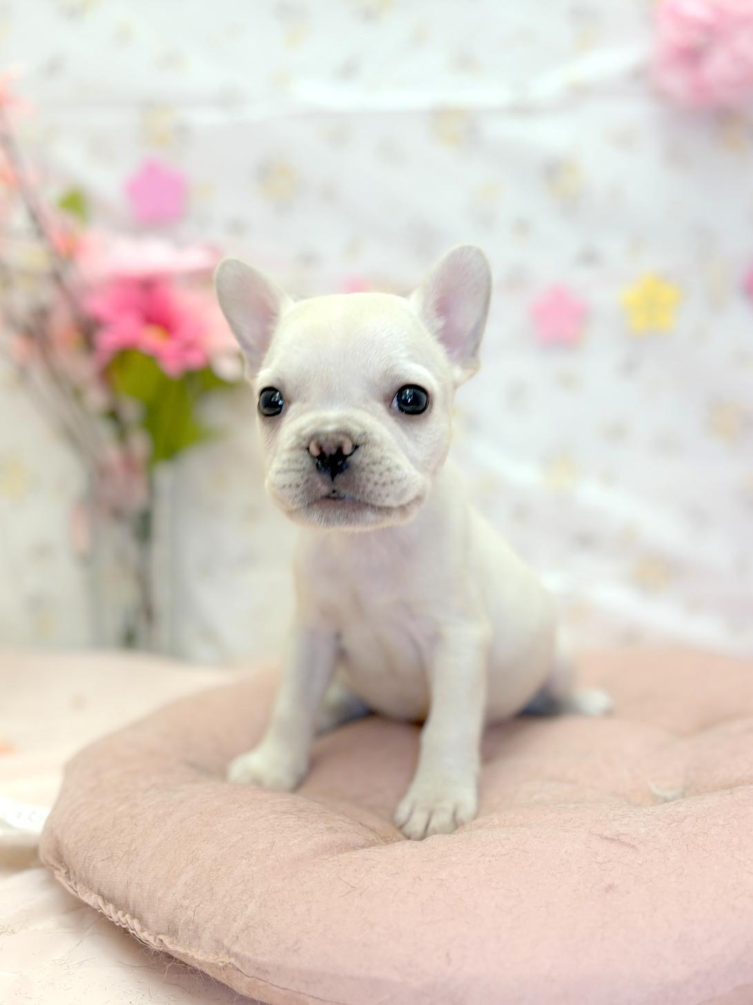 北海道のフレンチブルドッグ (ラブワンコ平岸店/2026年2月8日生まれ/女の子/クリーム)の子犬