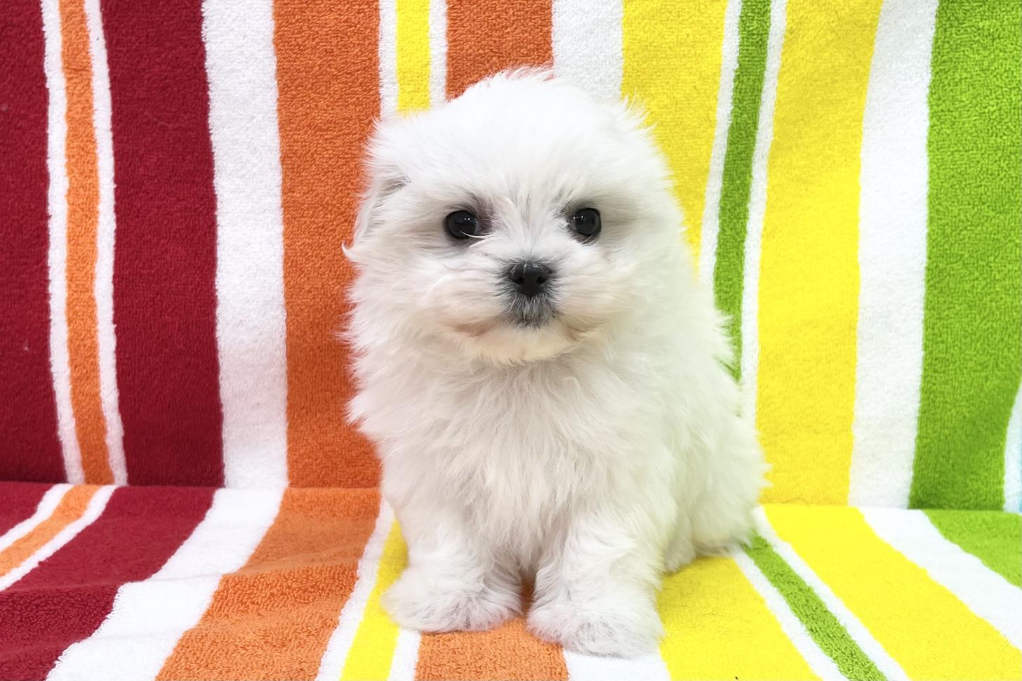 愛知県のマルチーズ (ハピースペット一宮三条アミーゴ店/2025年12月19日生まれ/女の子/ホワイト)の子犬の1枚目の画像