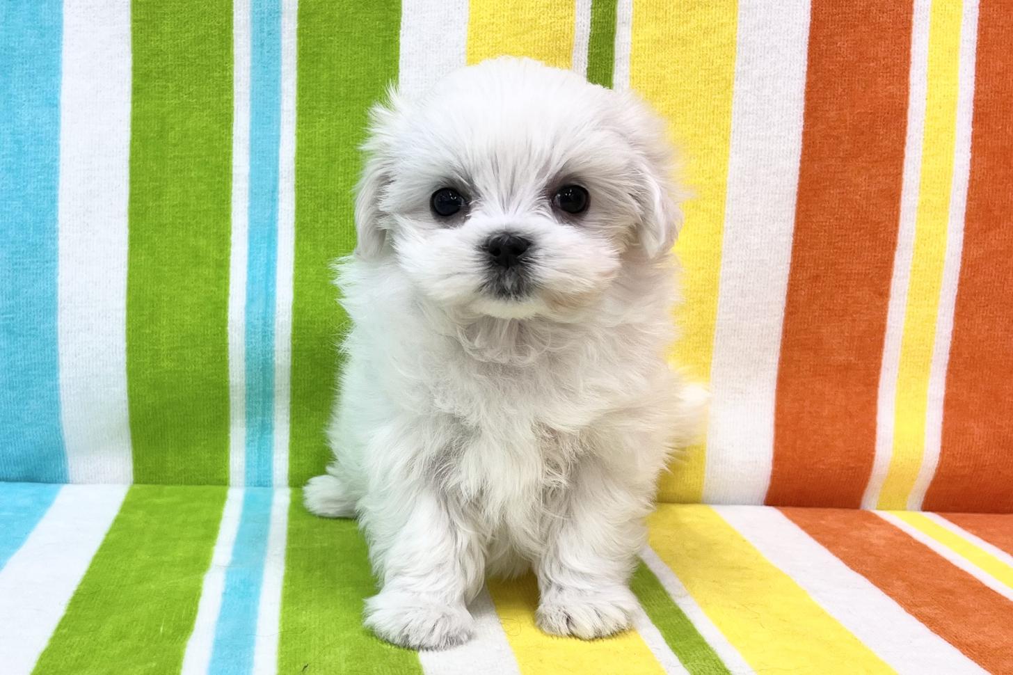 愛知県のマルチーズ (ハピースペット一宮三条アミーゴ店/2025年12月19日生まれ/女の子/ホワイト)の子犬の1枚目の画像