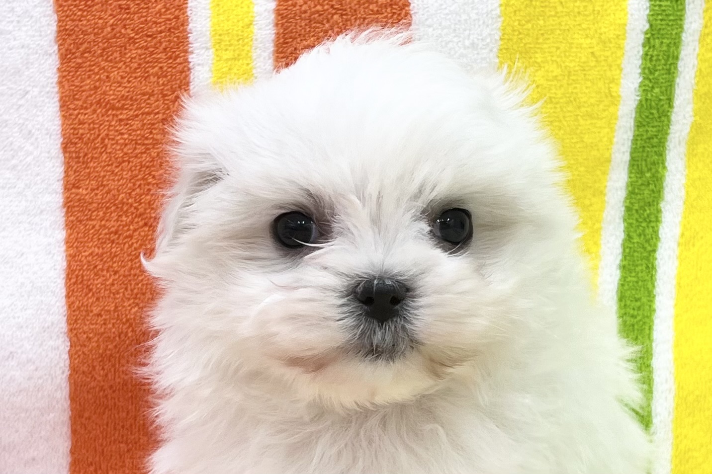 愛知県のマルチーズ (ハピースペット一宮三条アミーゴ店/2025年12月19日生まれ/女の子/ホワイト)の子犬の2枚目の画像