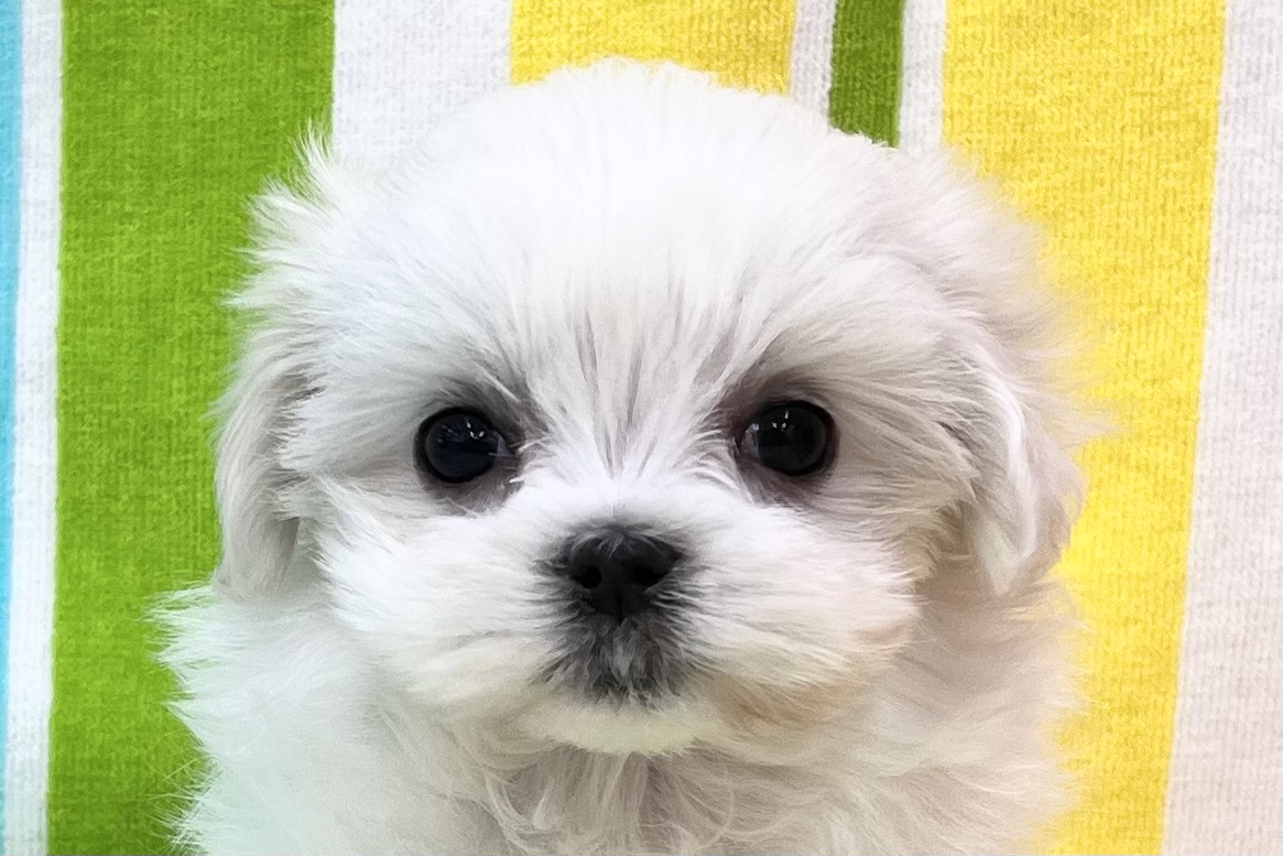 愛知県のマルチーズ (ハピースペット一宮三条アミーゴ店/2025年12月19日生まれ/女の子/ホワイト)の子犬の2枚目の画像