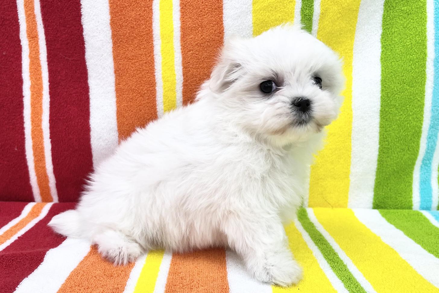 愛知県のマルチーズ (ハピースペット一宮三条アミーゴ店/2025年12月19日生まれ/女の子/ホワイト)の子犬の3枚目の画像