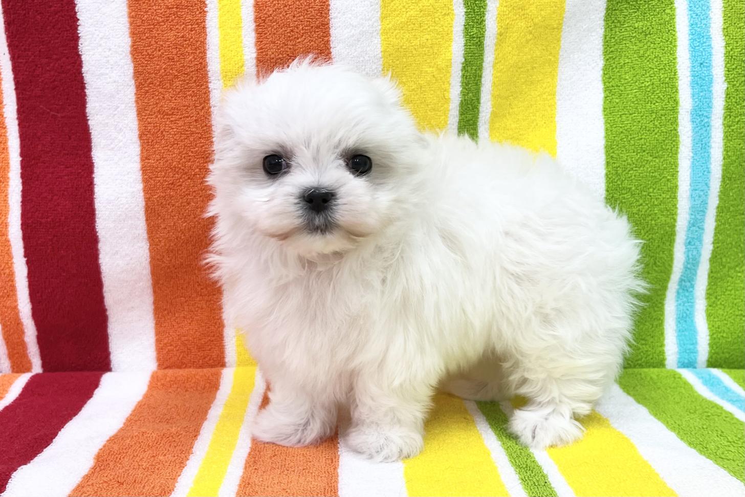 愛知県のマルチーズ (ハピースペット一宮三条アミーゴ店/2025年12月19日生まれ/女の子/ホワイト)の子犬の4枚目の画像