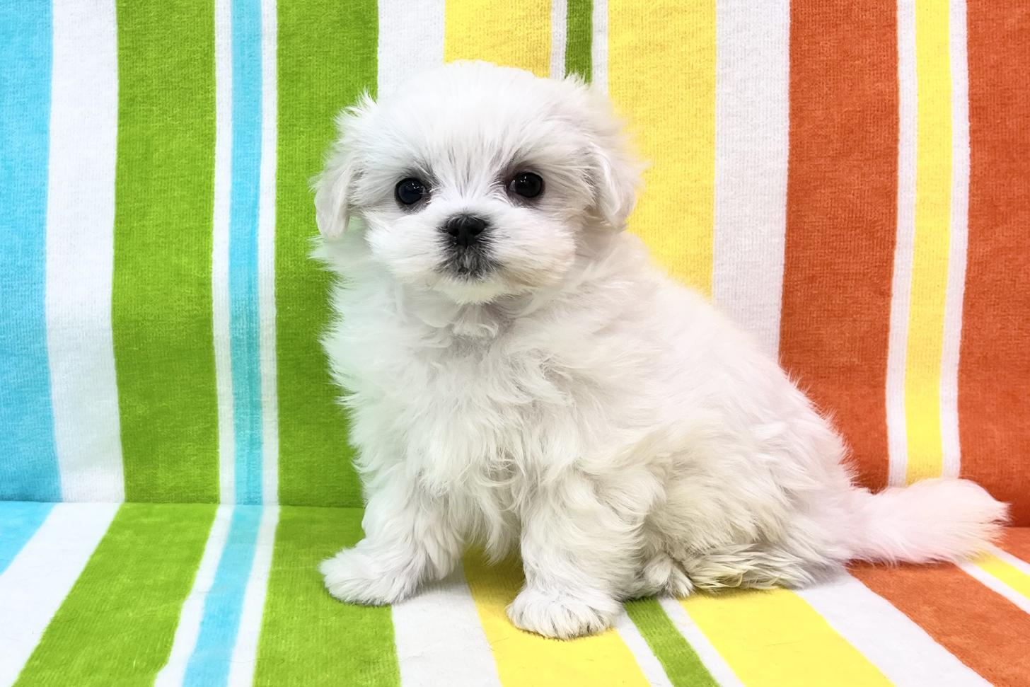 愛知県のマルチーズ (ハピースペット一宮三条アミーゴ店/2025年12月19日生まれ/女の子/ホワイト)の子犬の4枚目の画像