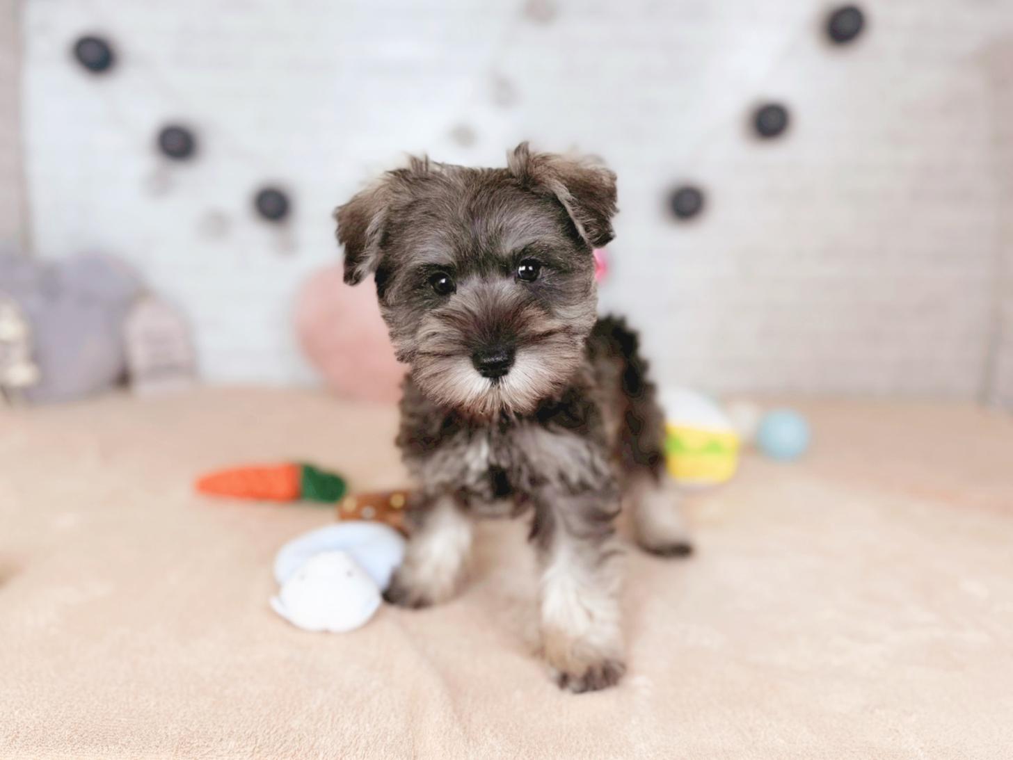 北海道のミニチュアシュナウザー (ペットショップだんぼ/2025年8月31日生まれ/女の子/ソルトペッパー)の子犬