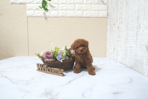 滋賀県のトイプードル(タイニー) (いっぷく湖南店/2025年9月13日生まれ/男の子/レッドフォーン)の子犬の1枚目の画像