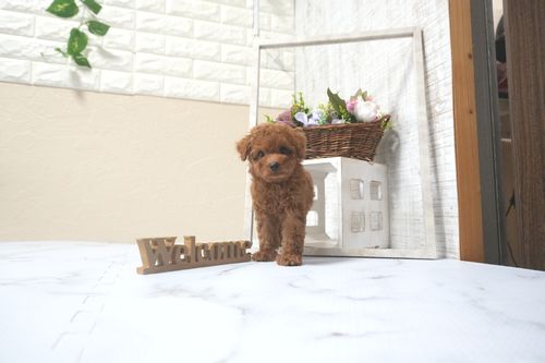 滋賀県のトイプードル(タイニー) (いっぷく湖南店/2025年9月13日生まれ/男の子/レッドフォーン)の子犬の2枚目の画像