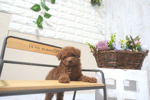 滋賀県のトイプードル(タイニー) (いっぷく湖南店/2025年9月13日生まれ/男の子/レッドフォーン)の子犬の3枚目の画像