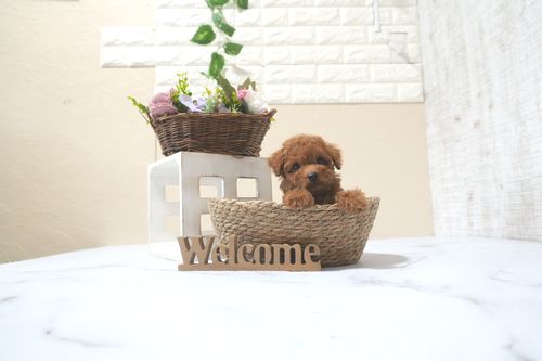 滋賀県のトイプードル(タイニー) (いっぷく湖南店/2025年9月13日生まれ/男の子/レッドフォーン)の子犬の4枚目の画像