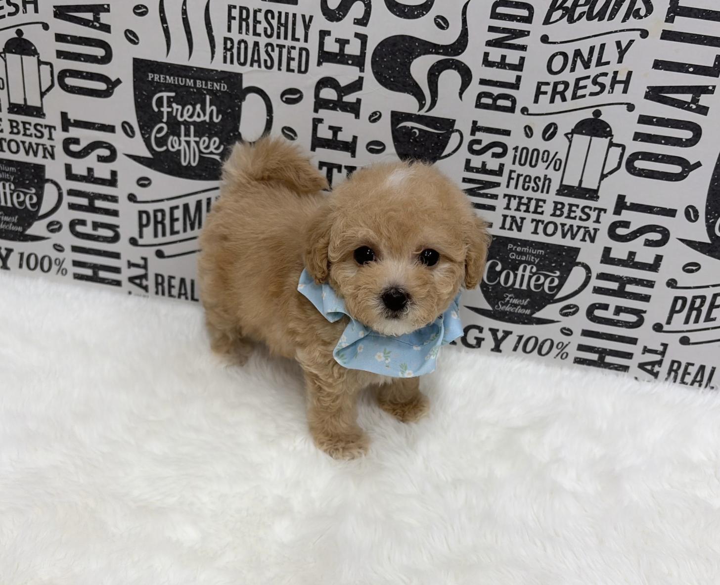 福岡県のビションプー(ビションフリーゼ×プードル) (ぱぴぷぺっと福岡店/2026年1月22日生まれ/男の子/クリーム)の子犬の1枚目の画像